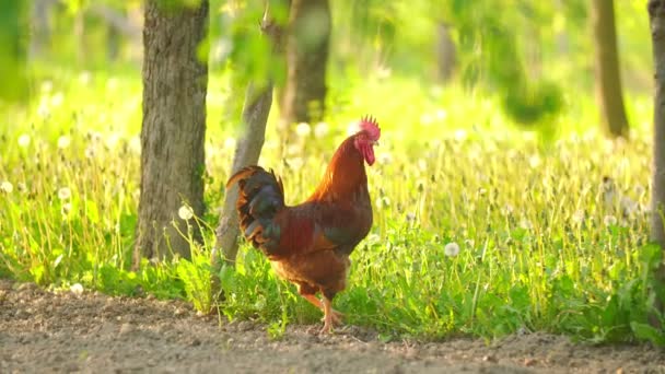 A rooster walks on the grass — Stock Video