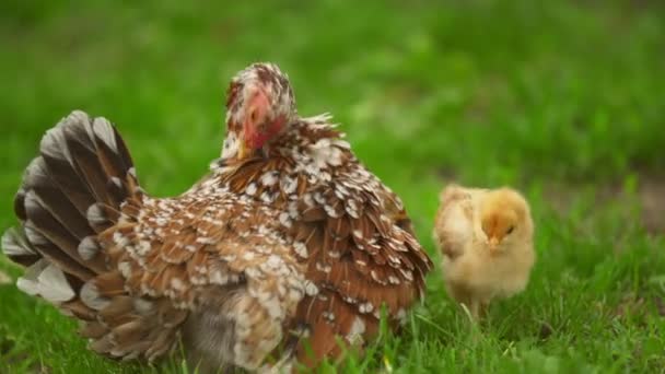 Kycklingar gömmer sig under sin mamma — Stockvideo