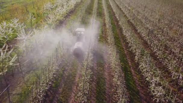 Traktor besprutning en blommande äppelträdgård — Stockvideo