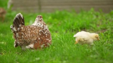 Tavuklar annelerinin altında saklanıyor.