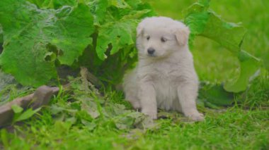 Beyaz köpek yavrusu yeşil çimlerde