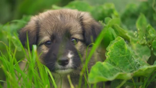 Carino cucciolo guarda avanti di se stesso — Video Stock