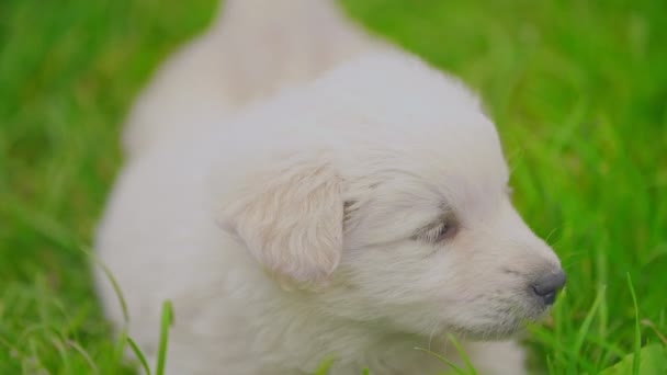 Bílé štěně v zelené trávě — Stock video