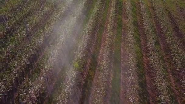 Traktör çiçek açan elma bahçesini ilaçlıyor. — Stok video