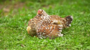 Tavuklar annelerinin altında saklanıyor.