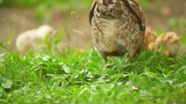 Bir tavuk çimenlikte yürüyor.