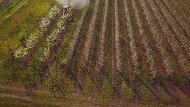 Tractor rociando un huerto de manzanas en flor — Vídeo de stock