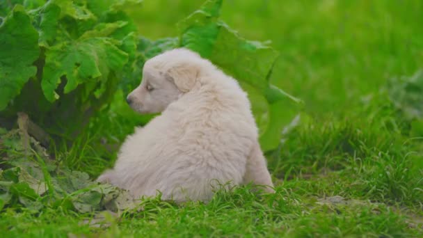 Белый щенок в зеленой траве — стоковое видео