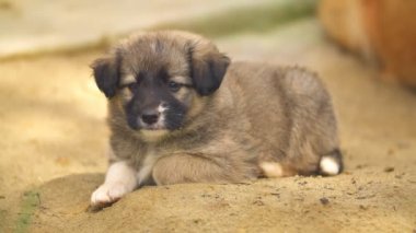 Şirin köpek yavrusu önüne bakıyor.