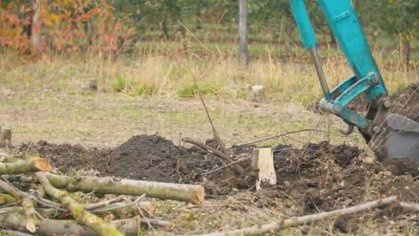 Excavadora cava las raíces de los árboles viejos — Vídeo de stock