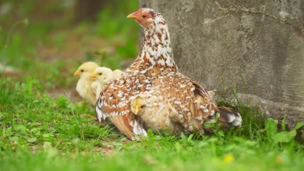 Mamá de pollo está sentado con sus pollos — Vídeos de Stock