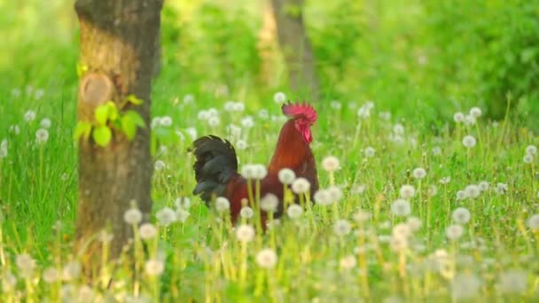 Polla camina en la naturaleza — Vídeo de stock