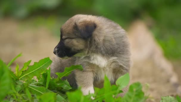 Carino cucciolo guarda avanti di se stesso — Video Stock