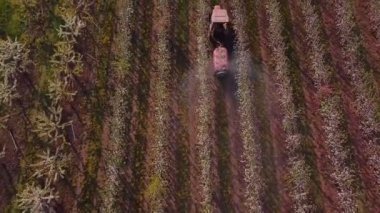 Traktör çiçek açan elma bahçesini ilaçlıyor.