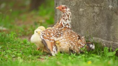 Anne tavuk tavuklarıyla oturuyor.