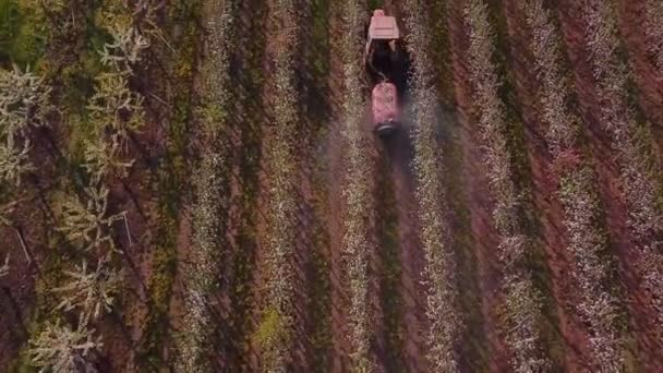 Tracteur pulvérisation d'un verger de pommiers en fleurs — Video