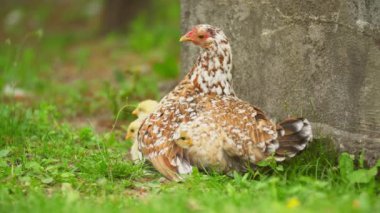 Anne tavuk tavuklarıyla oturuyor.