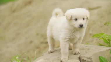 Şirin beyaz köpek.