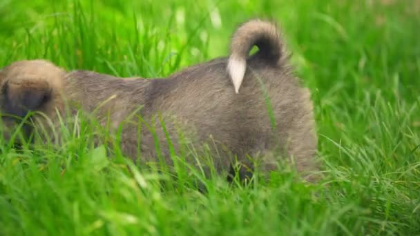 Bonito filhote de cachorro caminha em seu quintal — Vídeo de Stock