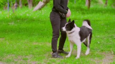 Köpek bakıcısı köpek eğitir.