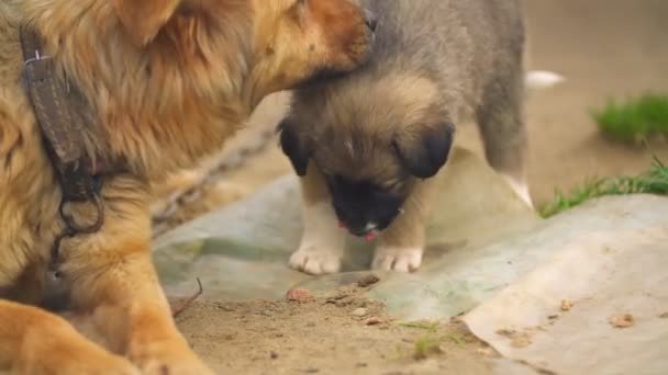 chiot mignon marche dans sa cour