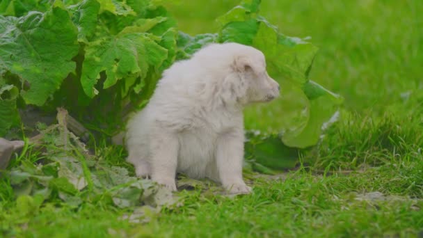 Roztomilé bílé štěně — Stock video
