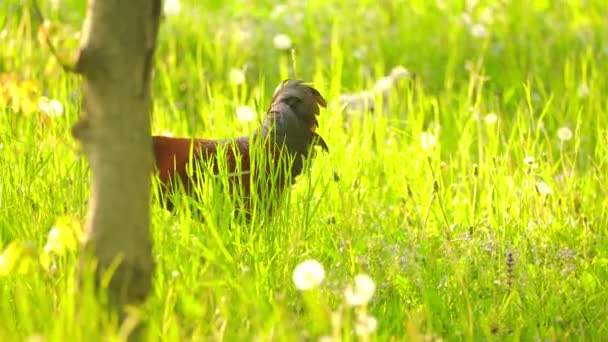 Polla camina en la naturaleza — Vídeos de Stock