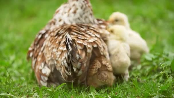Mama kurczak jest siedzi z jej kurczaki — Wideo stockowe