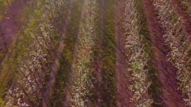 Traktör püskürtüyor. Çiçek açan elma ağaçları.