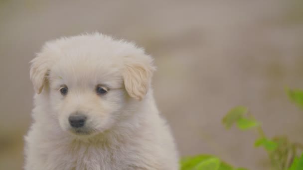 Carino cucciolo bianco — Video Stock