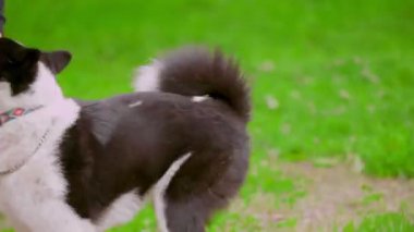 Köpek bakıcısı köpek eğitir.