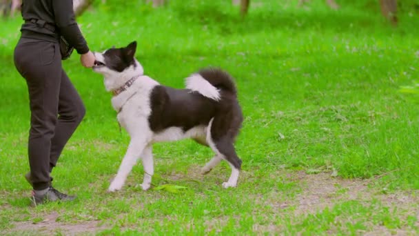 Собака тренує собаку — стокове відео