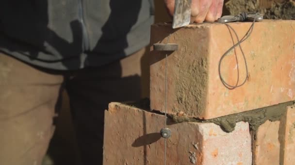 일개미가 벽돌을 깨는 모습 — 비디오