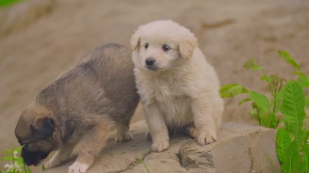 可愛い子犬が庭を歩く — ストック動画