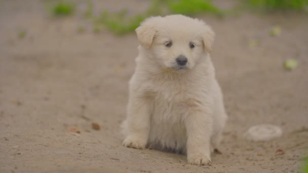 Lindo cachorro blanco — Vídeo de stock