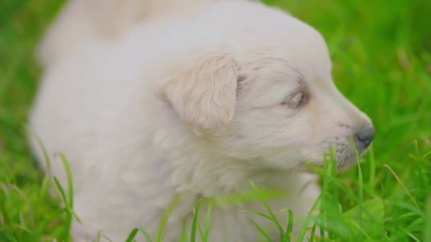 Bonito cachorro branco — Vídeo de Stock