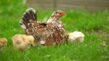 Tavuklu tavuk yürüyüşü