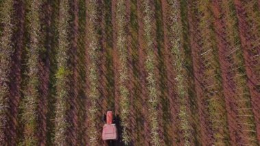 Çekici püskürten ağaçlar çiçek açıyor.