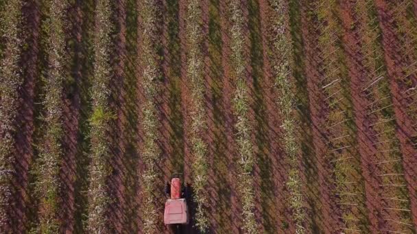 Tracteur pulvérisation des arbres en fleurs — Video