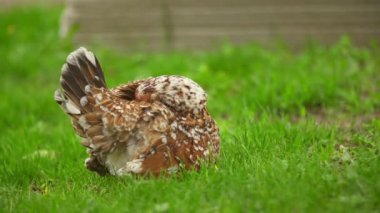 Tavuklu tavuk yürüyüşü