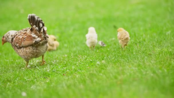 Chicken with chickens walk — Stock Video