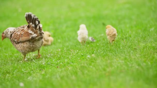 poulet avec des poulets marche