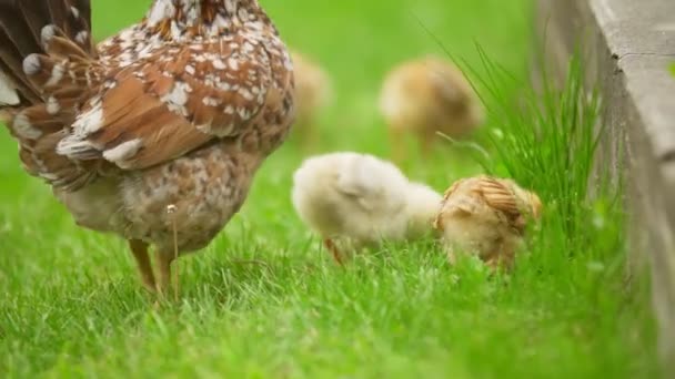 Hühner mit Hühnern spazieren — Stockvideo