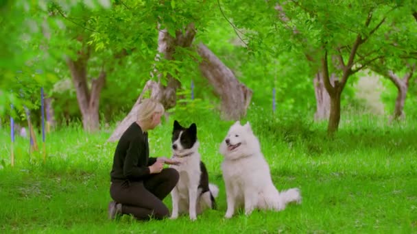 Дівчина-тренер тренує собак — стокове відео
