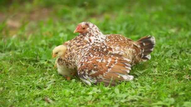 Pollo con pollos — Vídeos de Stock