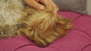 Yorkshire Teriyeri kanepede yatıyor.