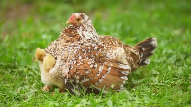 Poulet avec des poussins — Video