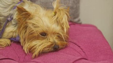 Yorkshire Teriyeri kanepede yatıyor.