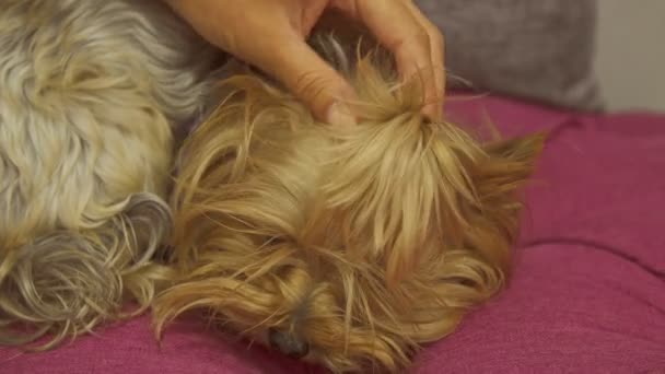 Yorkshire Terrier leží na gauči — Stock video