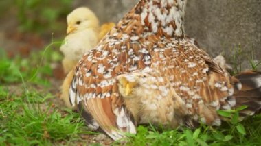 Tavuk anne ve tavukları.